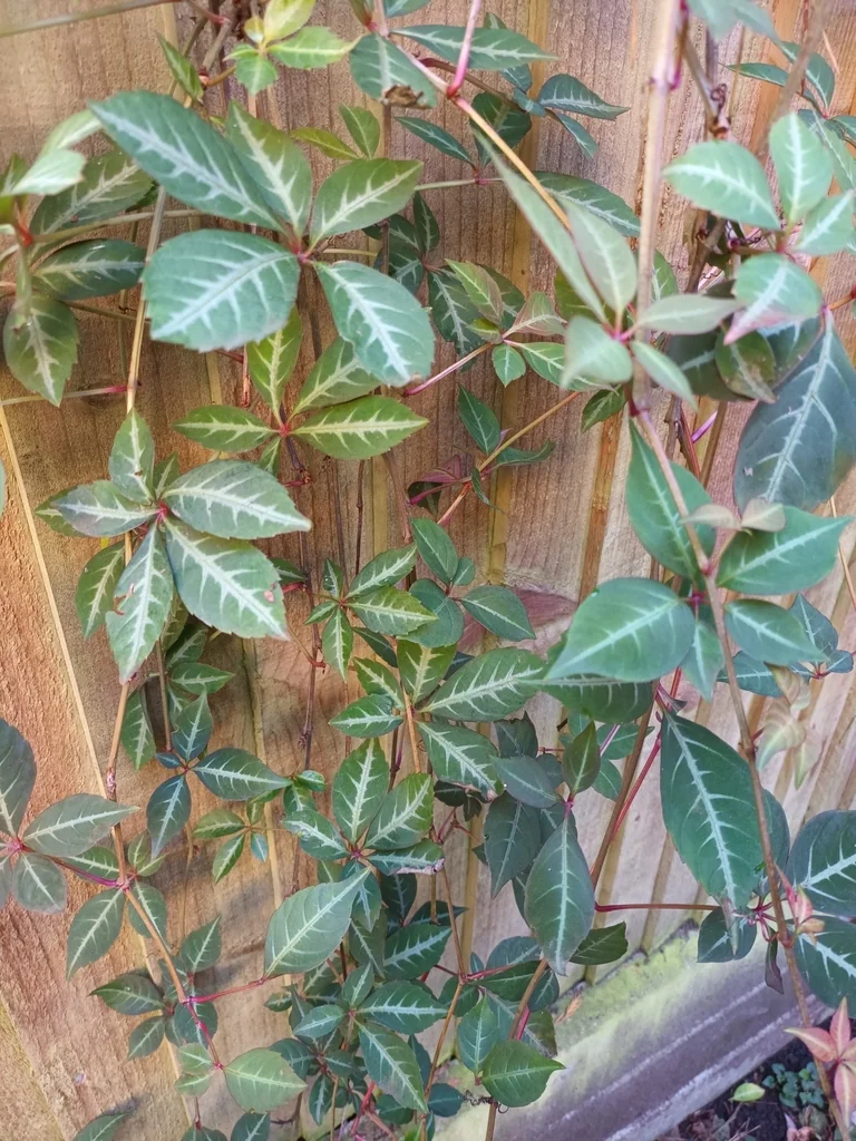 Parthenocissus Henryana