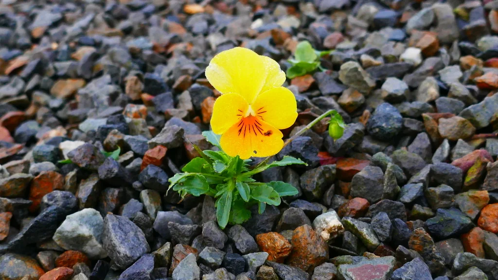 Viola X Wittrockiana