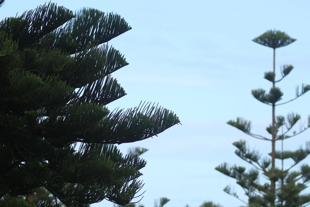 Araucaria Heterophylla