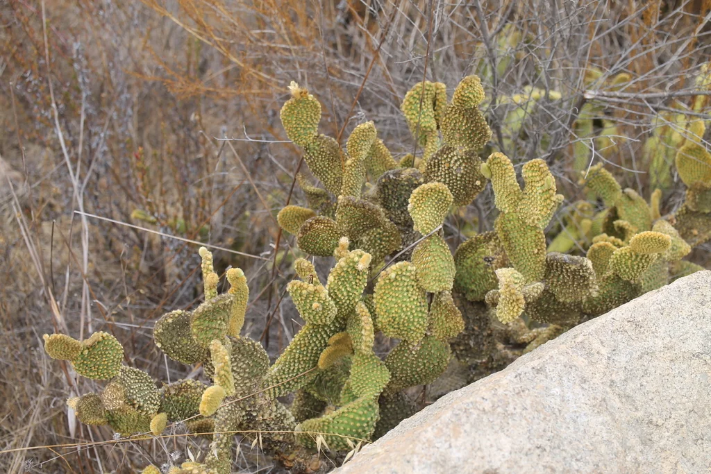 Opuntia Microdasys