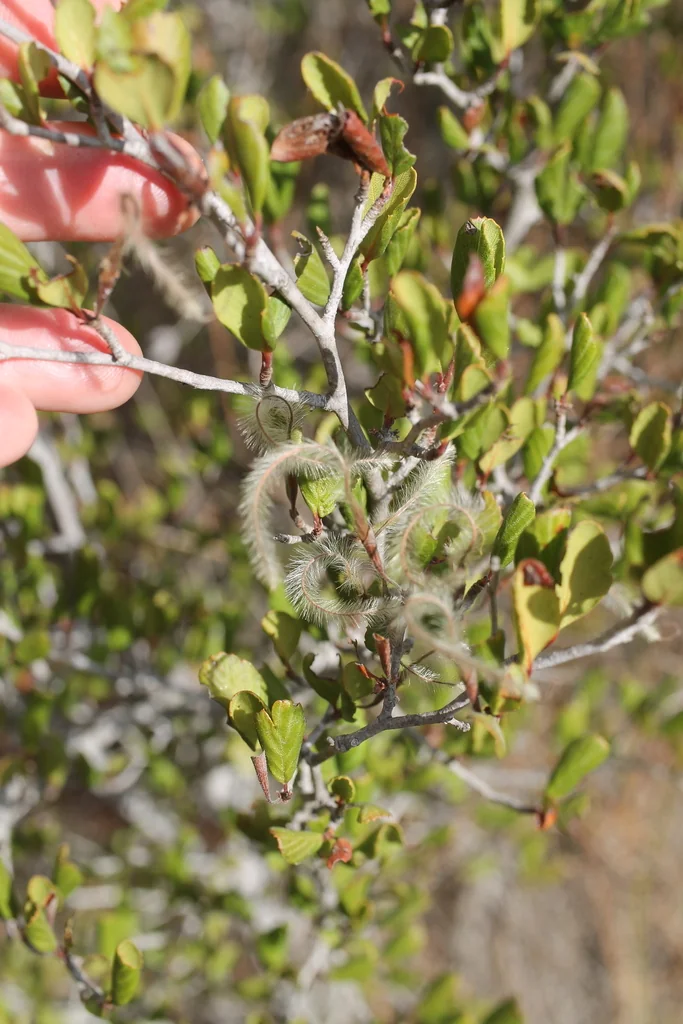 Cercocarpus Minutiflorus
