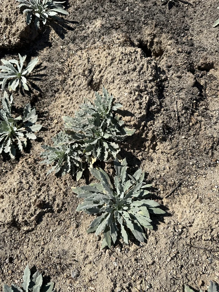Oenothera californica