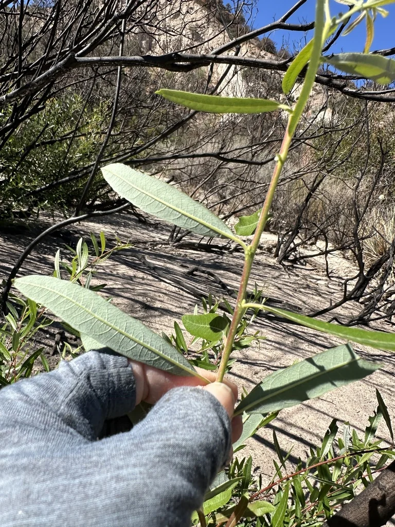 Salix Laevigata