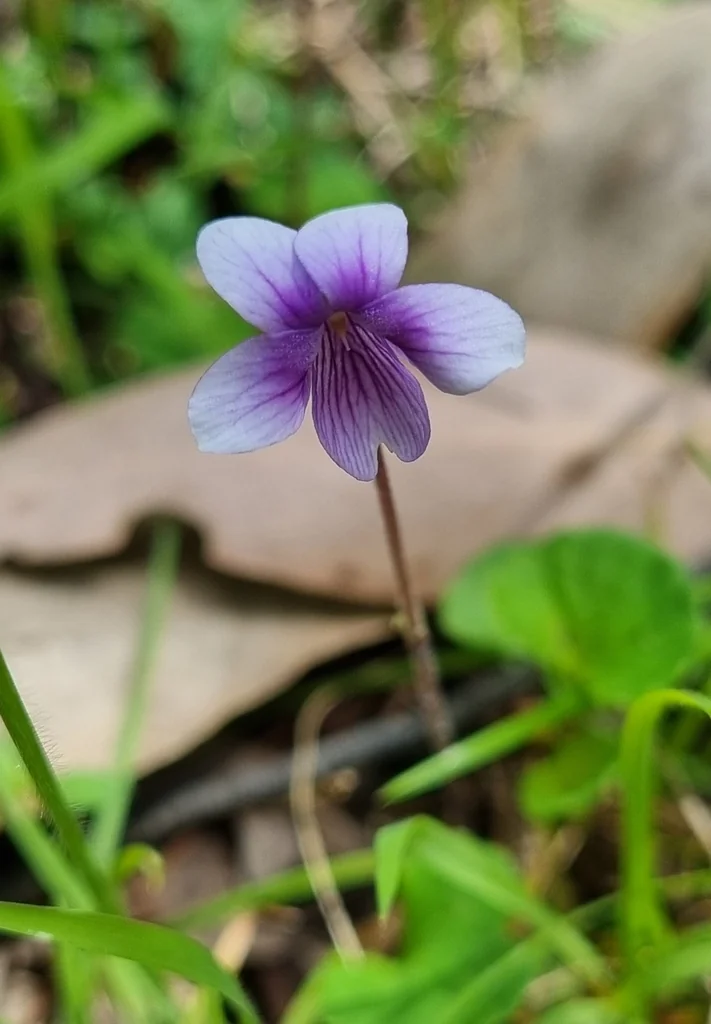 Viola hederacea