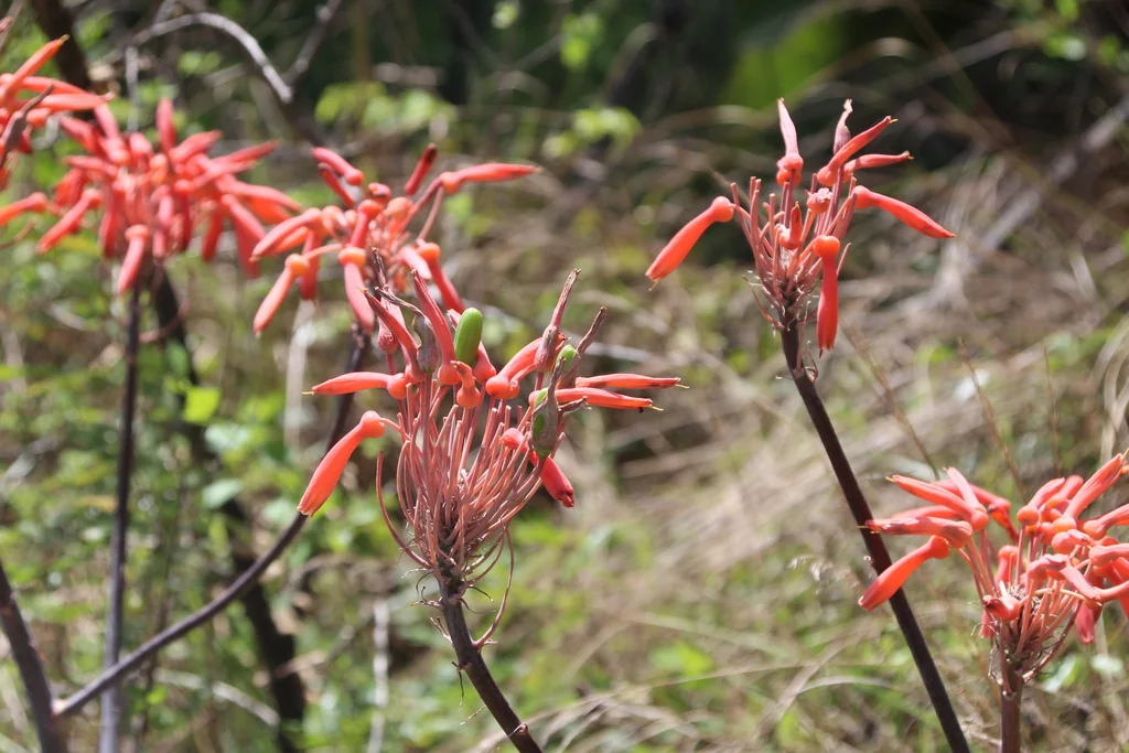 Aloe Maculata