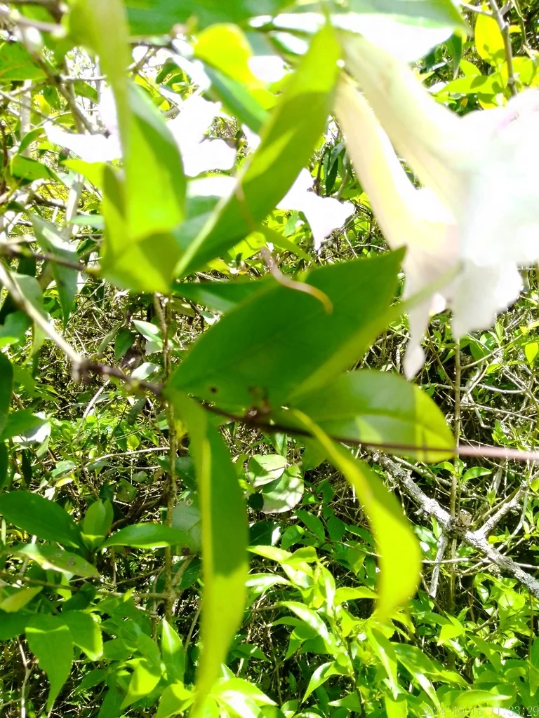 Clytostoma Callistegioides