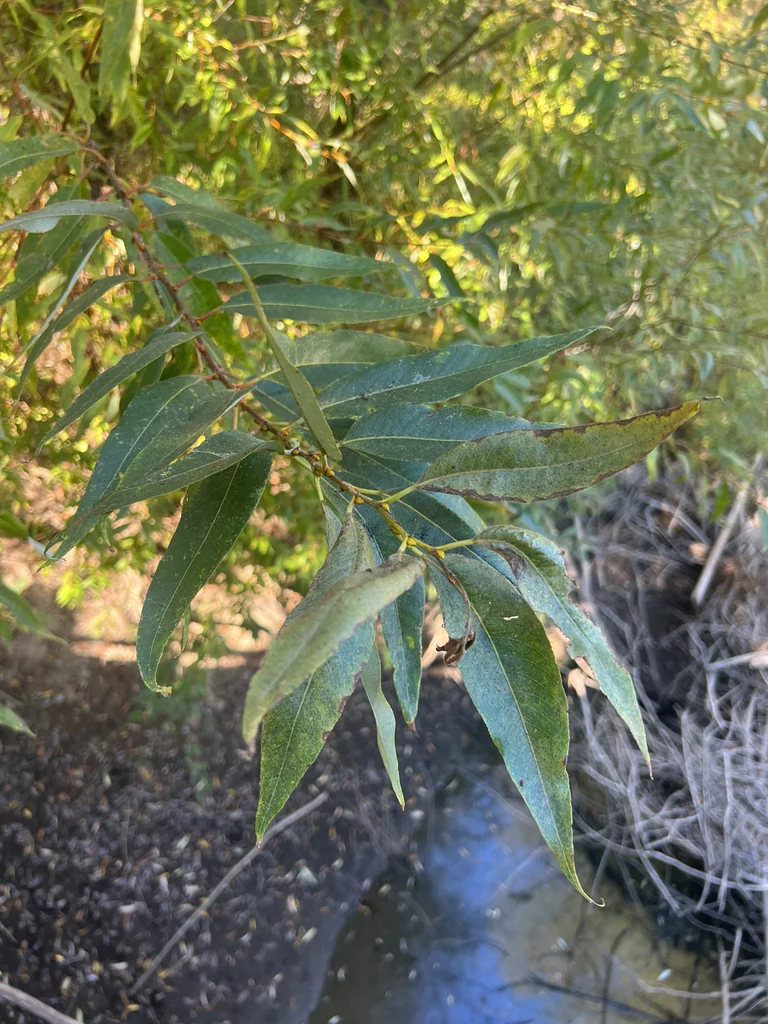 Salix Lucida Ssp. Lasiandra