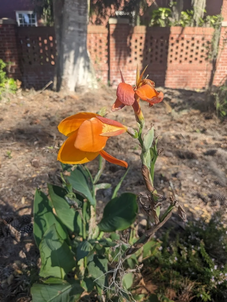 Canna generalis