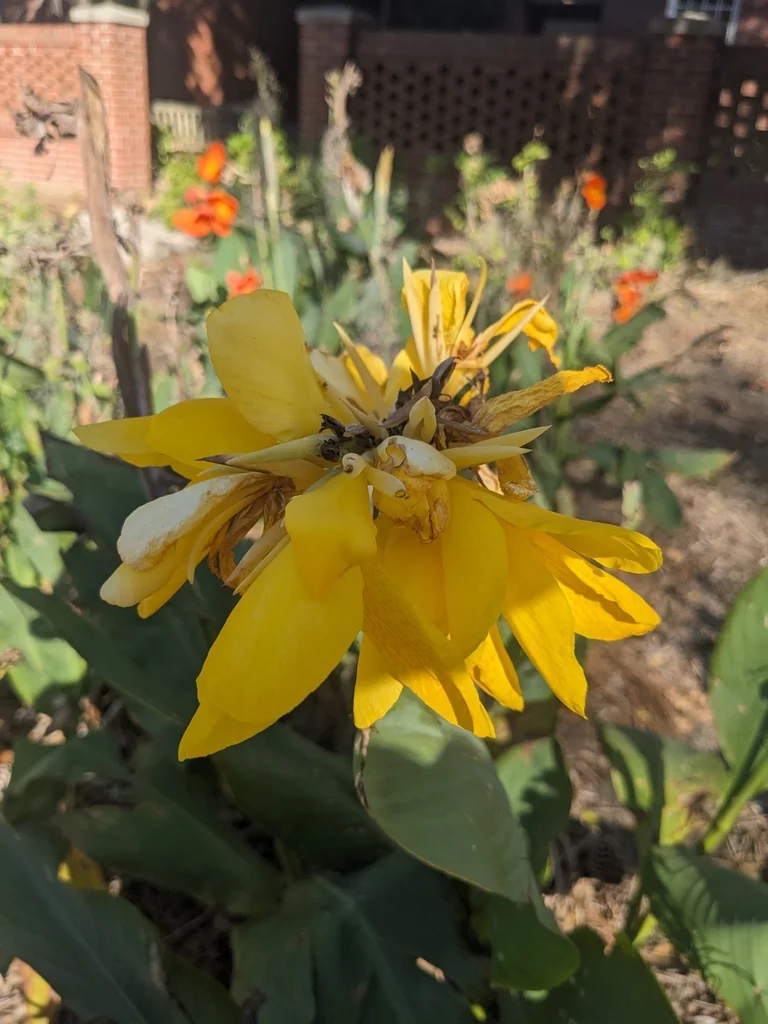 Canna generalis