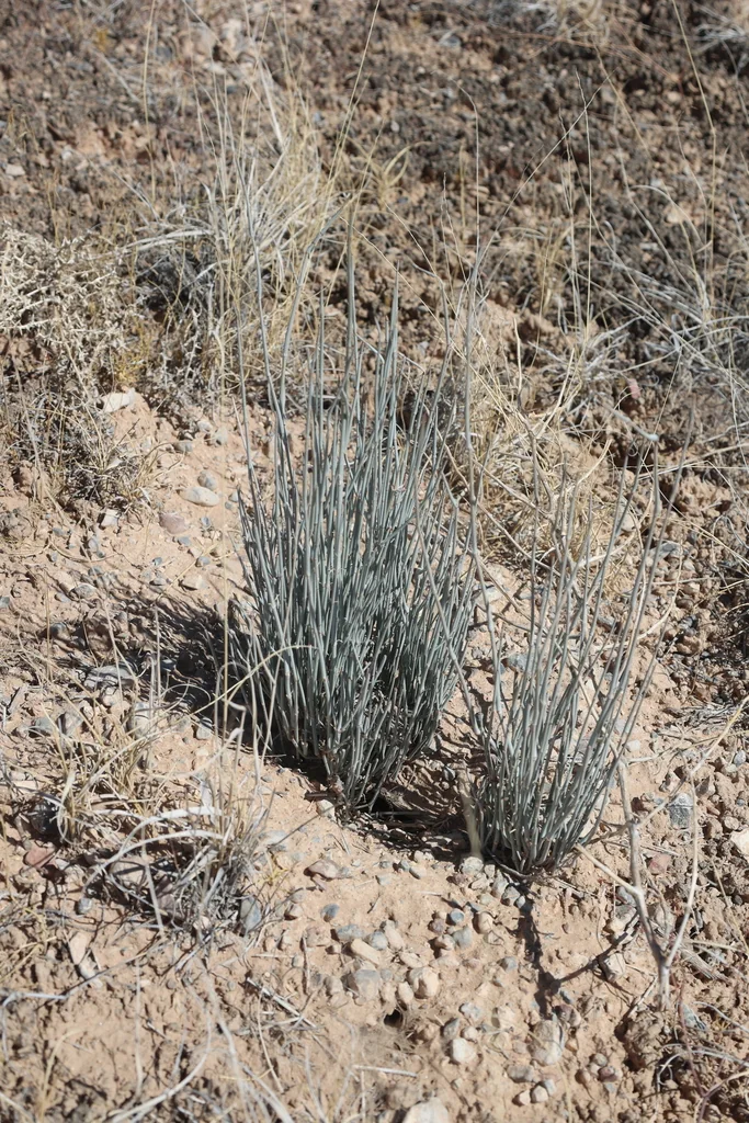 Ephedra Nevadensis