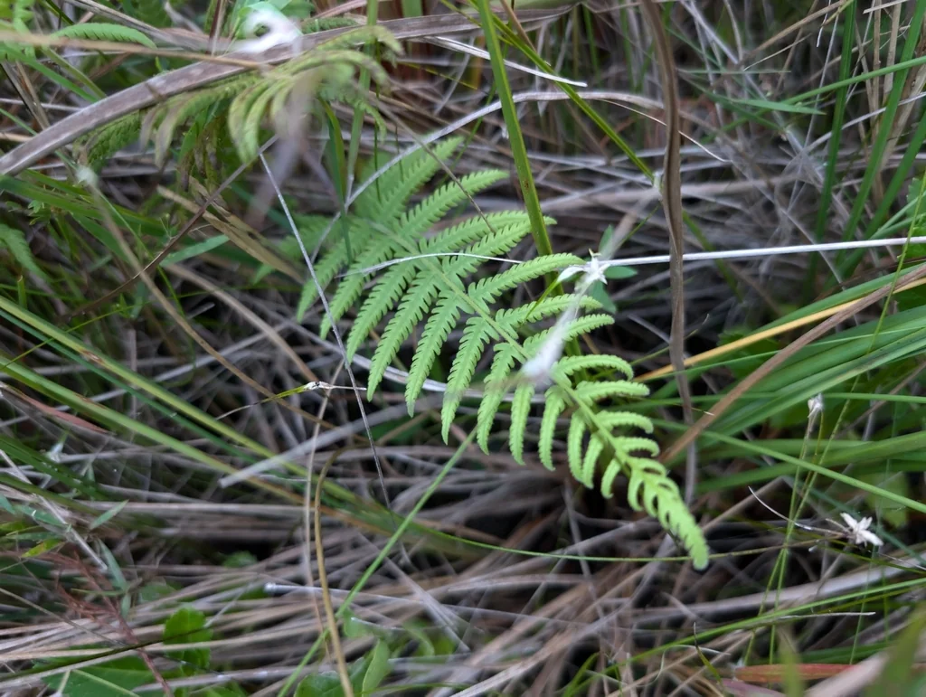 Thelypteris Normalis