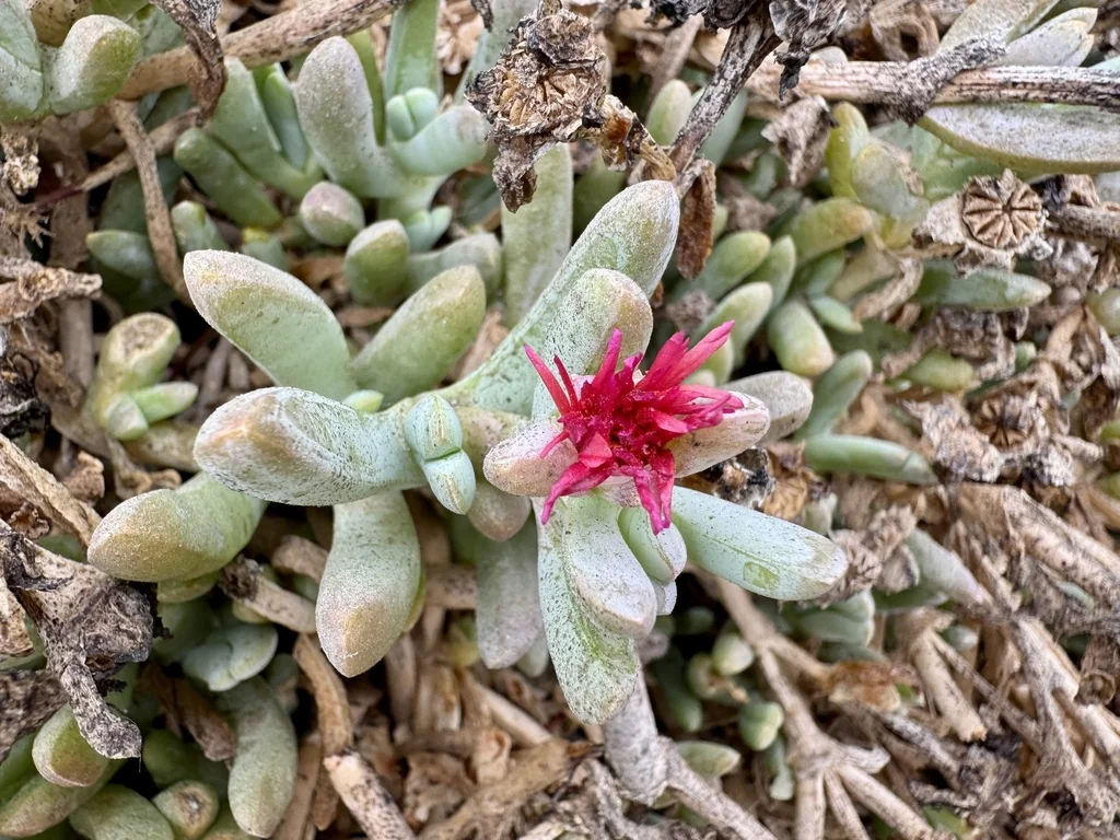 Malephora Crocea