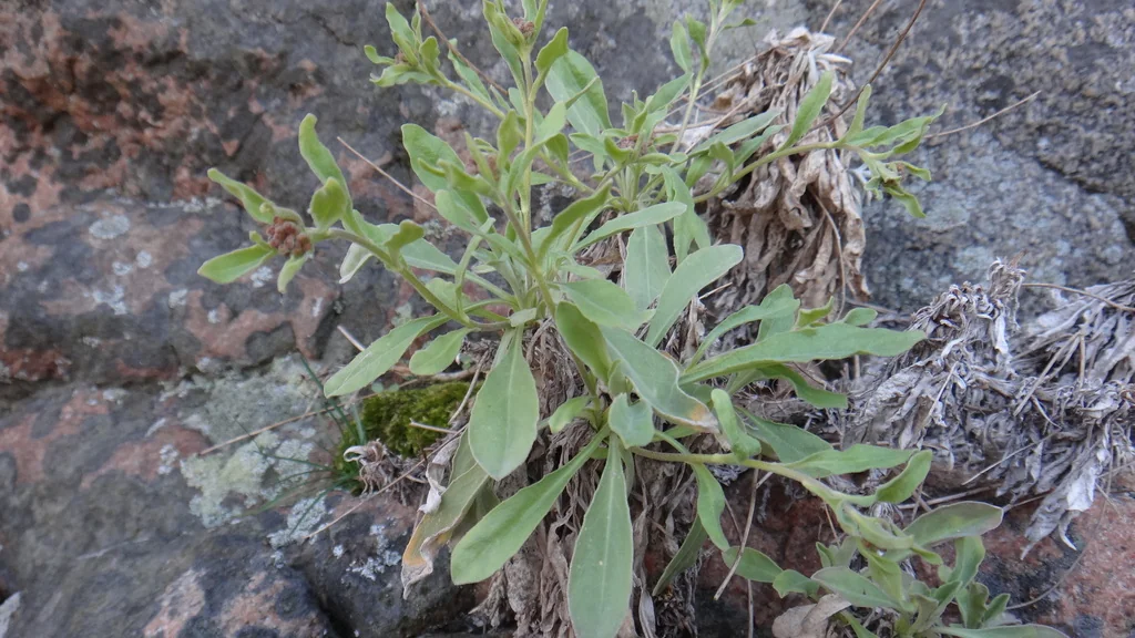 Aurinia Saxatilis