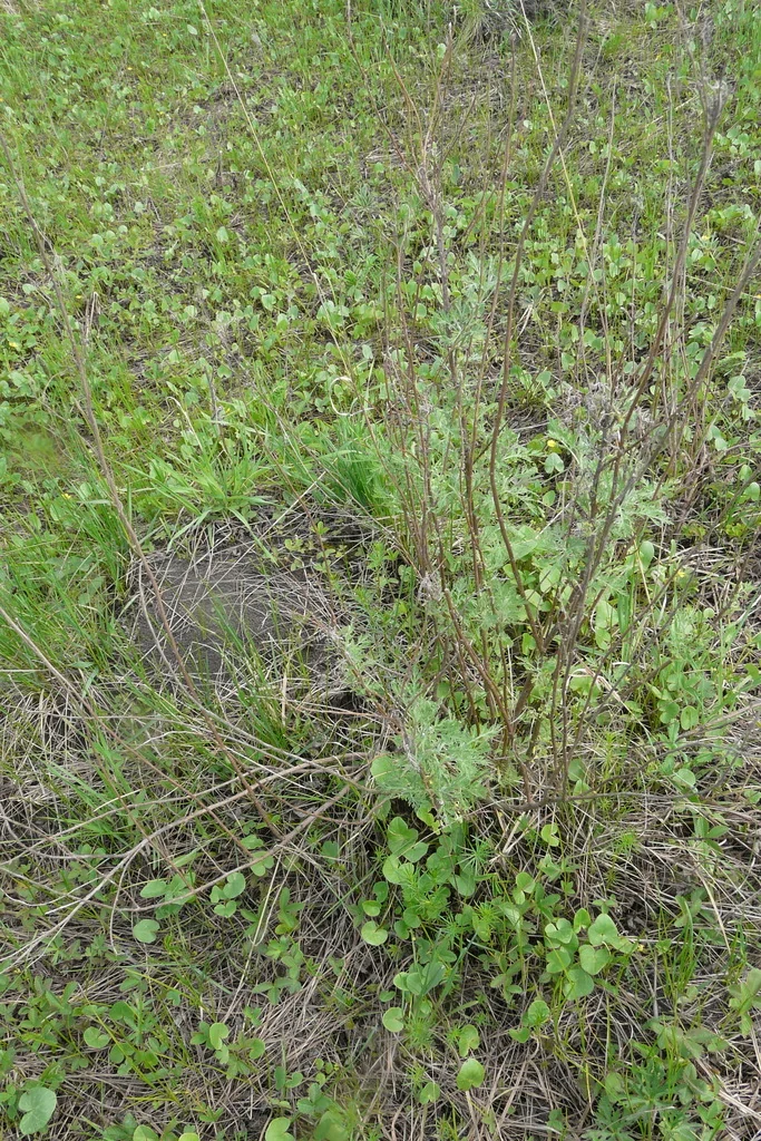 Artemisia Abrotanum