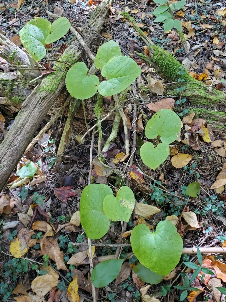 Aristolochia Durior