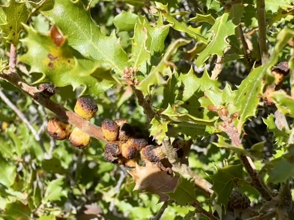 Quercus X Acutidens