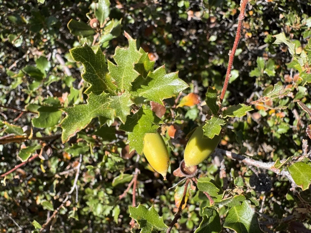 Quercus X Acutidens