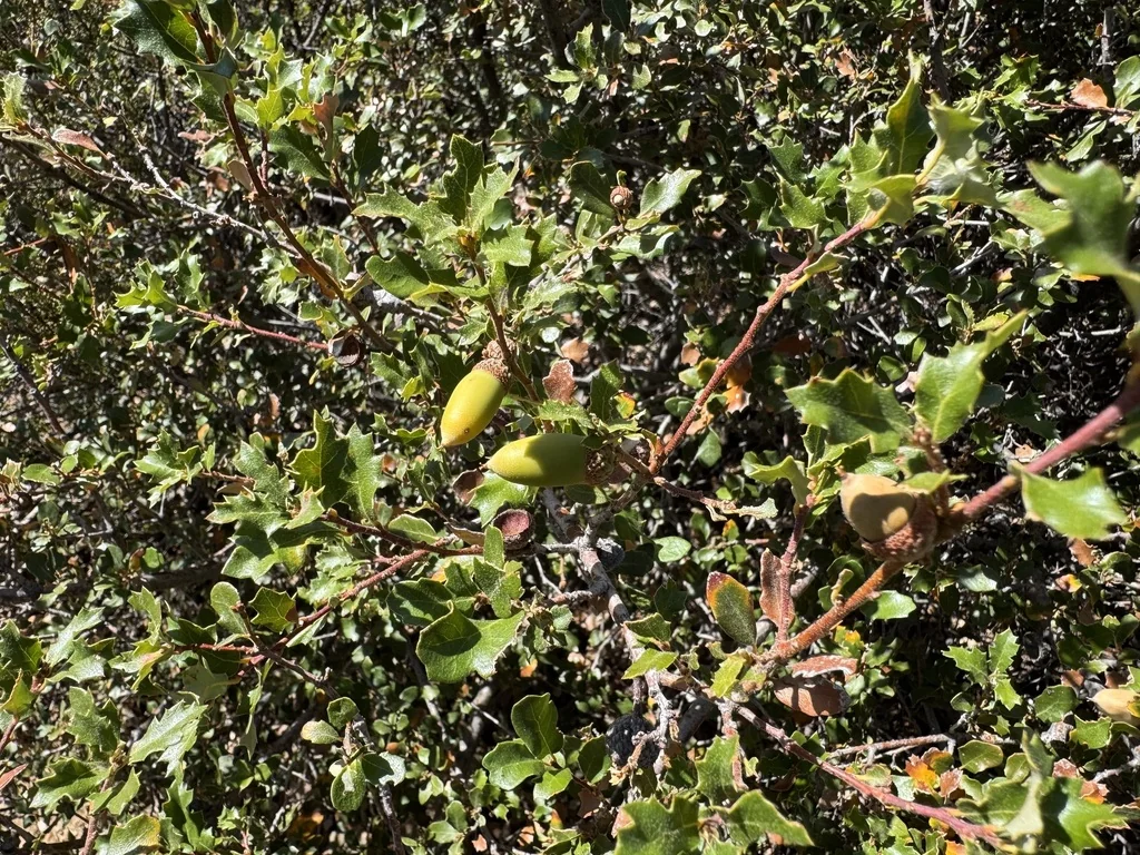 Quercus X Acutidens