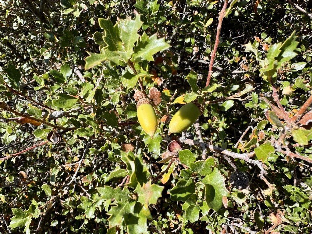 Quercus X Acutidens