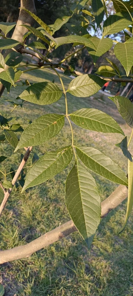 Fraxinus Uhdei