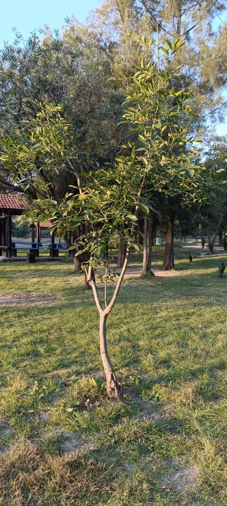 Fraxinus Uhdei