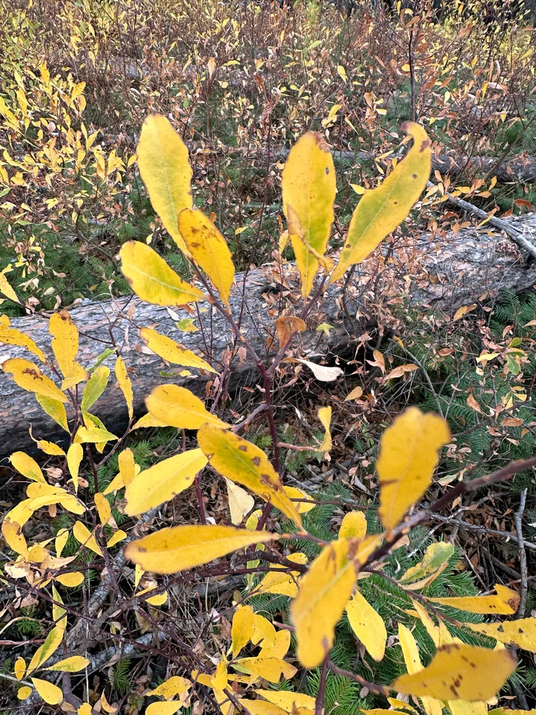 Salix Scouleriana