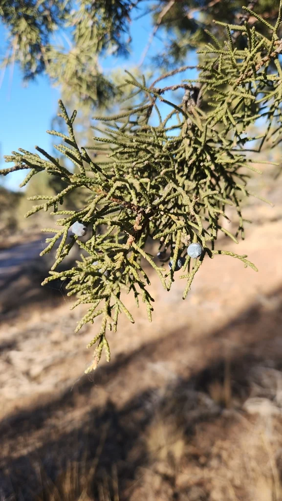 Juniperus Occidentalis