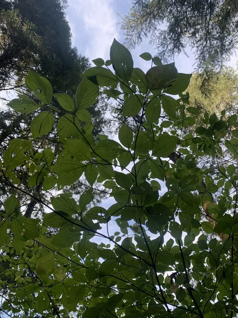 Cornus Sessilis
