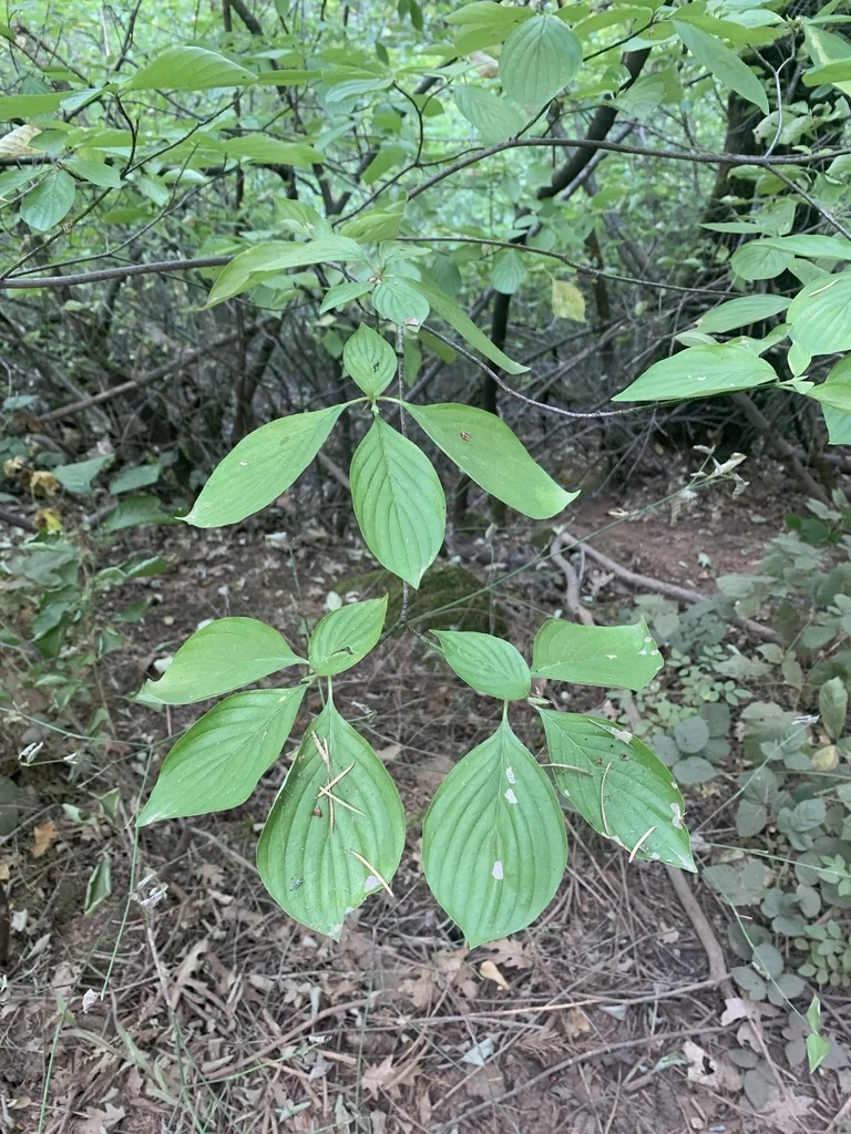 Cornus Sessilis