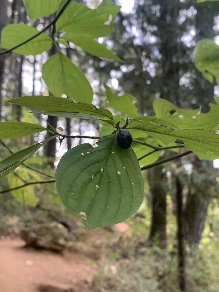 Cornus Sessilis