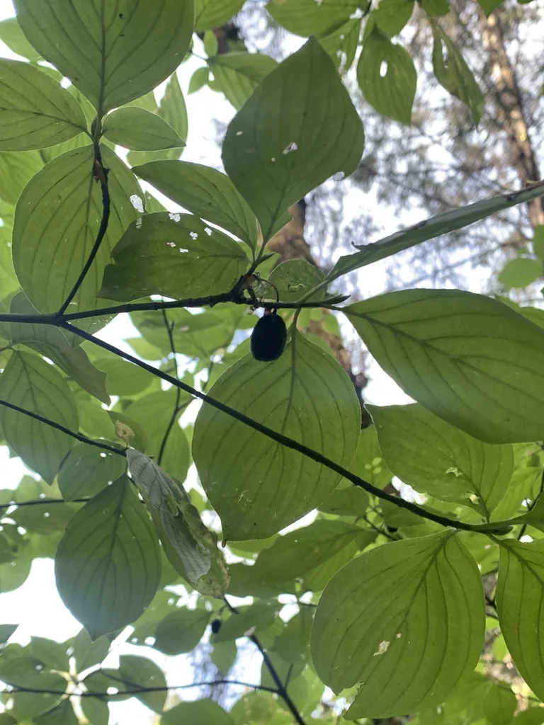 Cornus Sessilis
