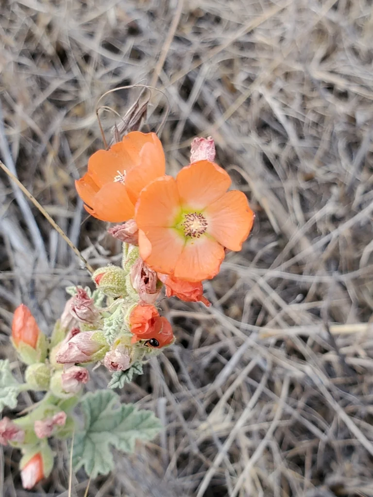Sphaeralcea Munroana