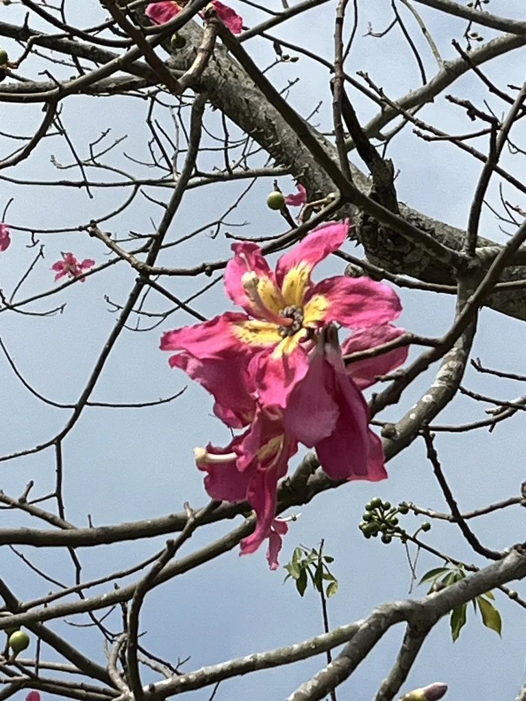 Ceiba Speciosa