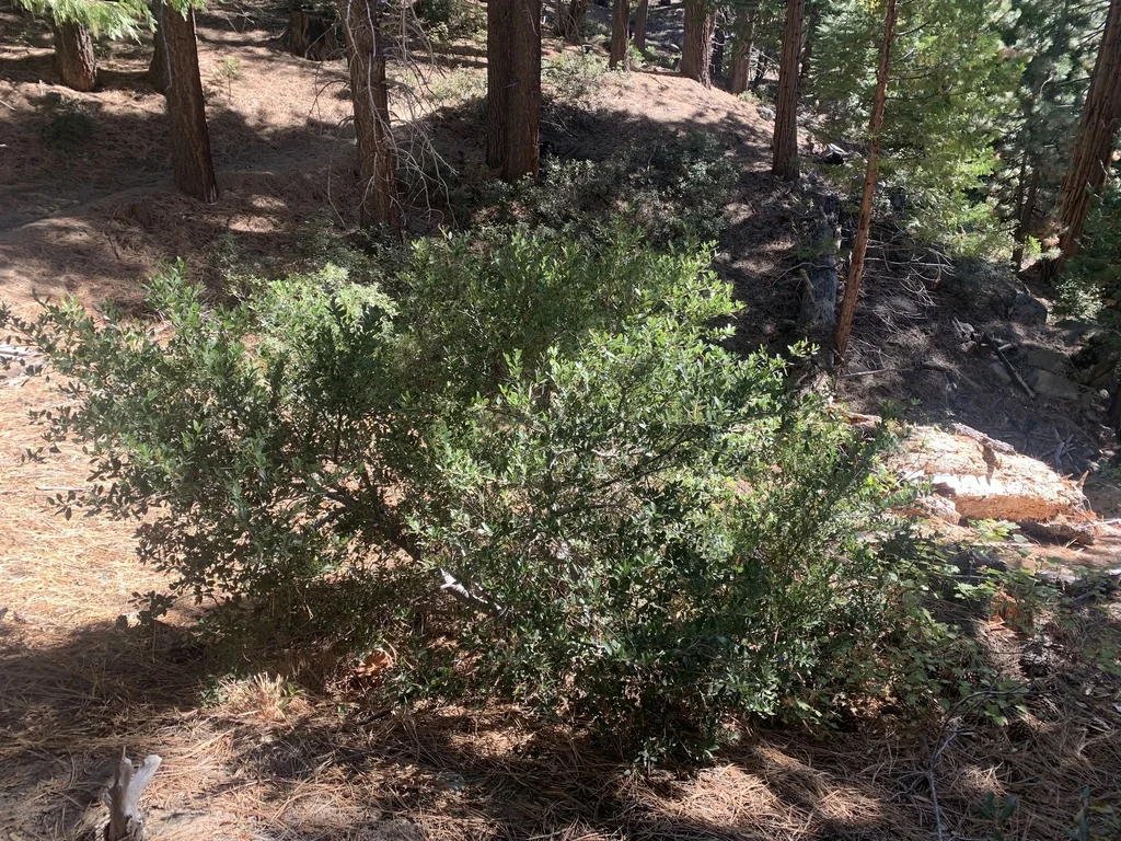 Quercus Vaccinifolia