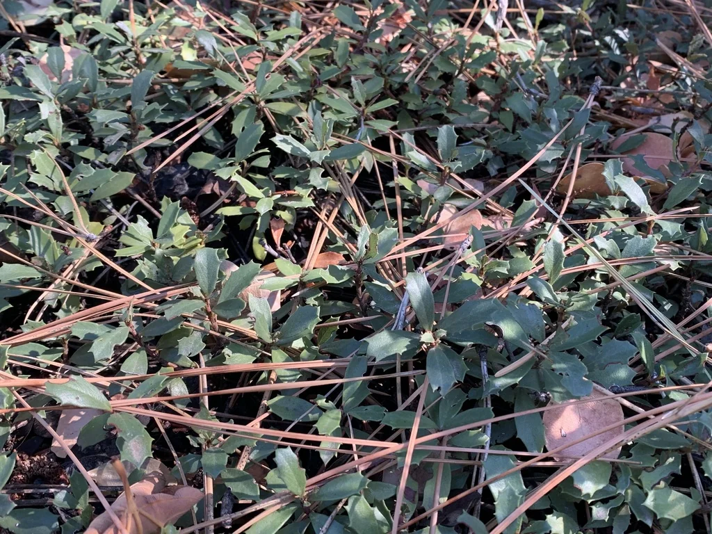 Ceanothus Prostratus