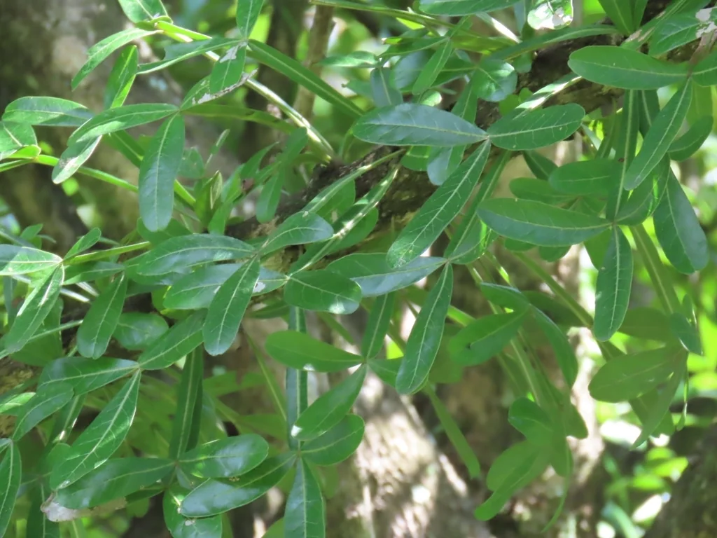 Crescentia Alata