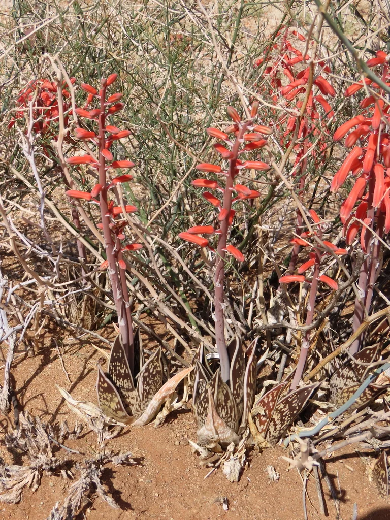 Aloe Variegata