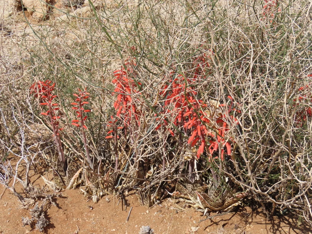 Aloe Variegata