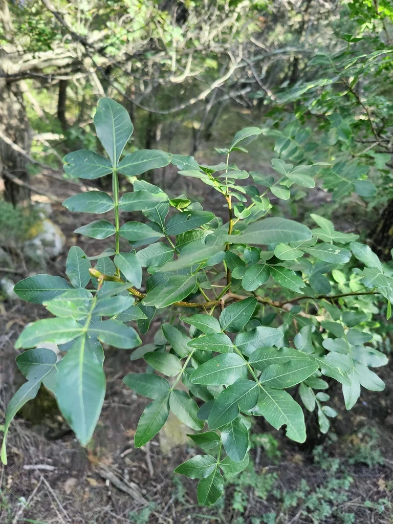 Pistacia Atlantica