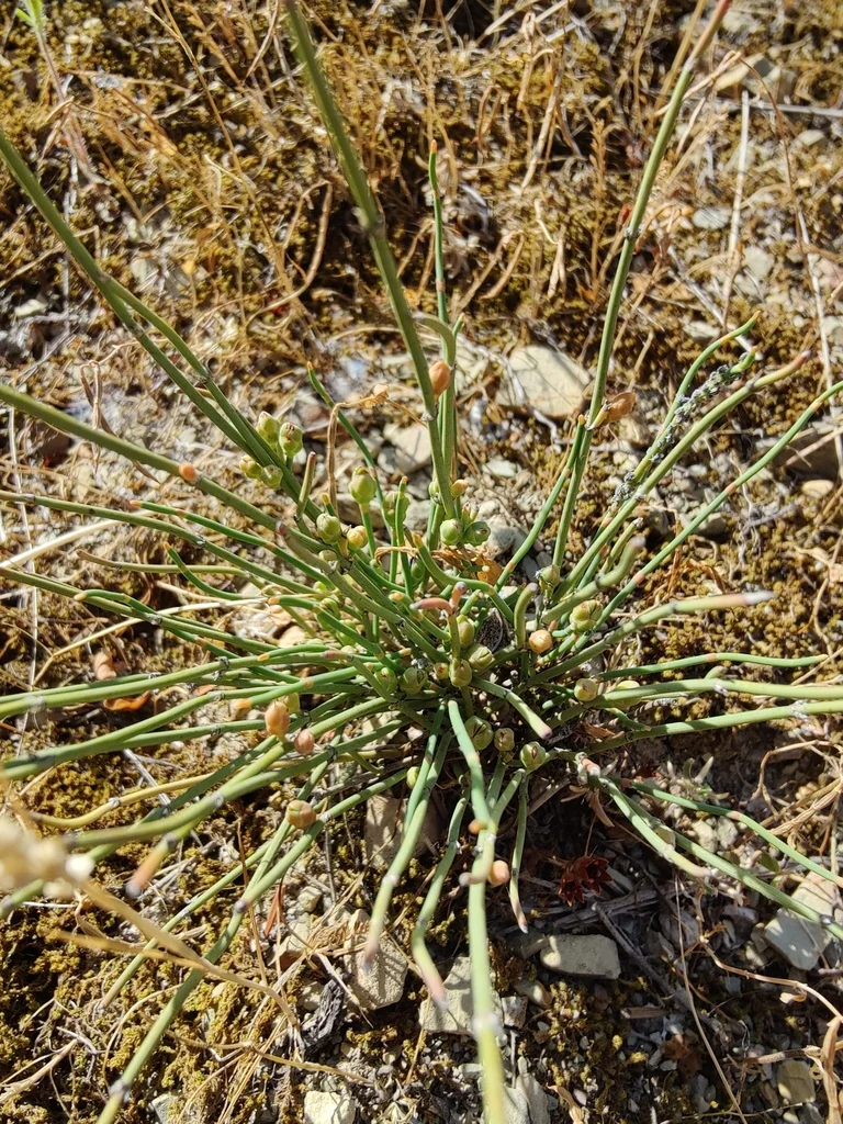Ephedra Distachya