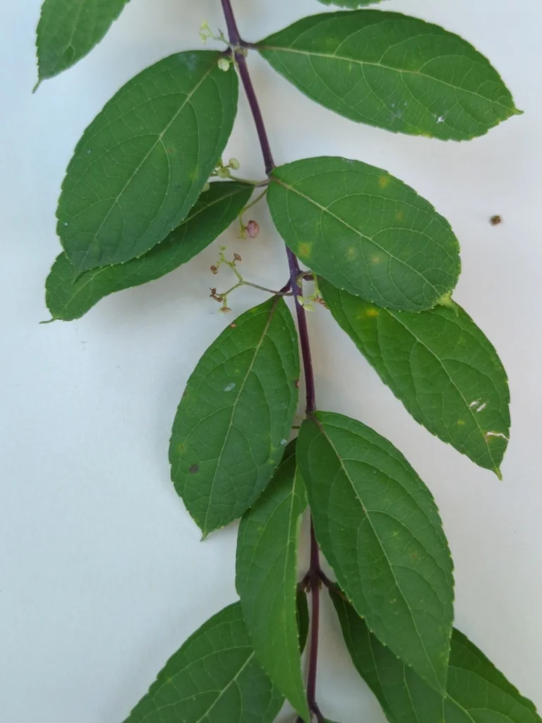 Callicarpa Dichotoma