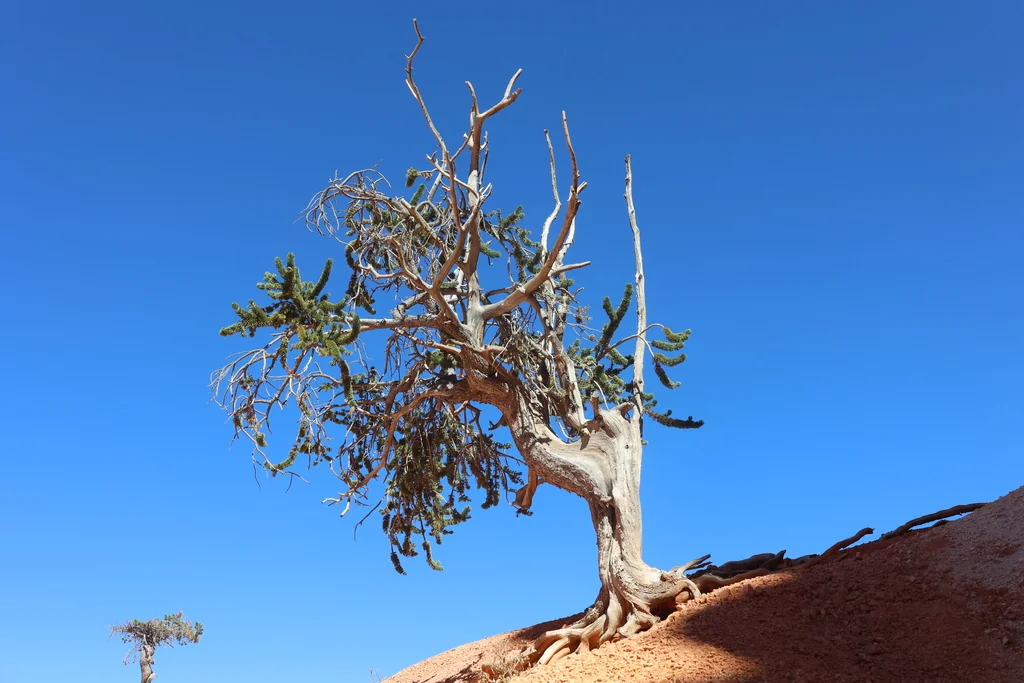 Pinus Longaeva