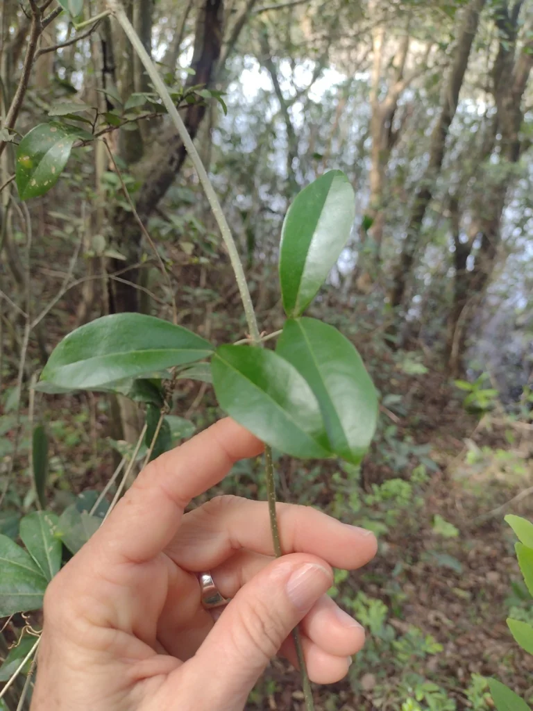 Clytostoma Callistegioides