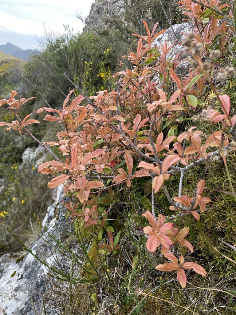 Photinia Davidiana