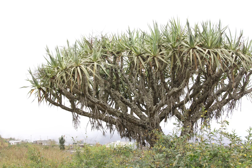 Dracaena Draco