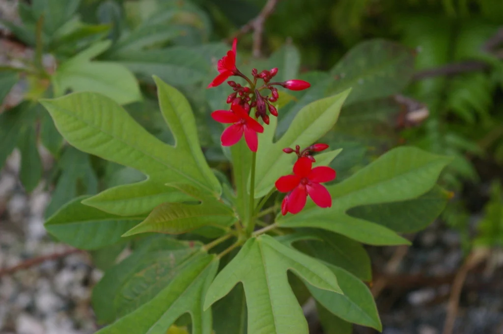 Jatropha Integerrima