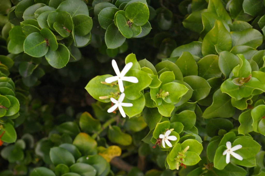 Carissa Macrocarpa