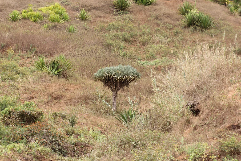 Dracaena Draco