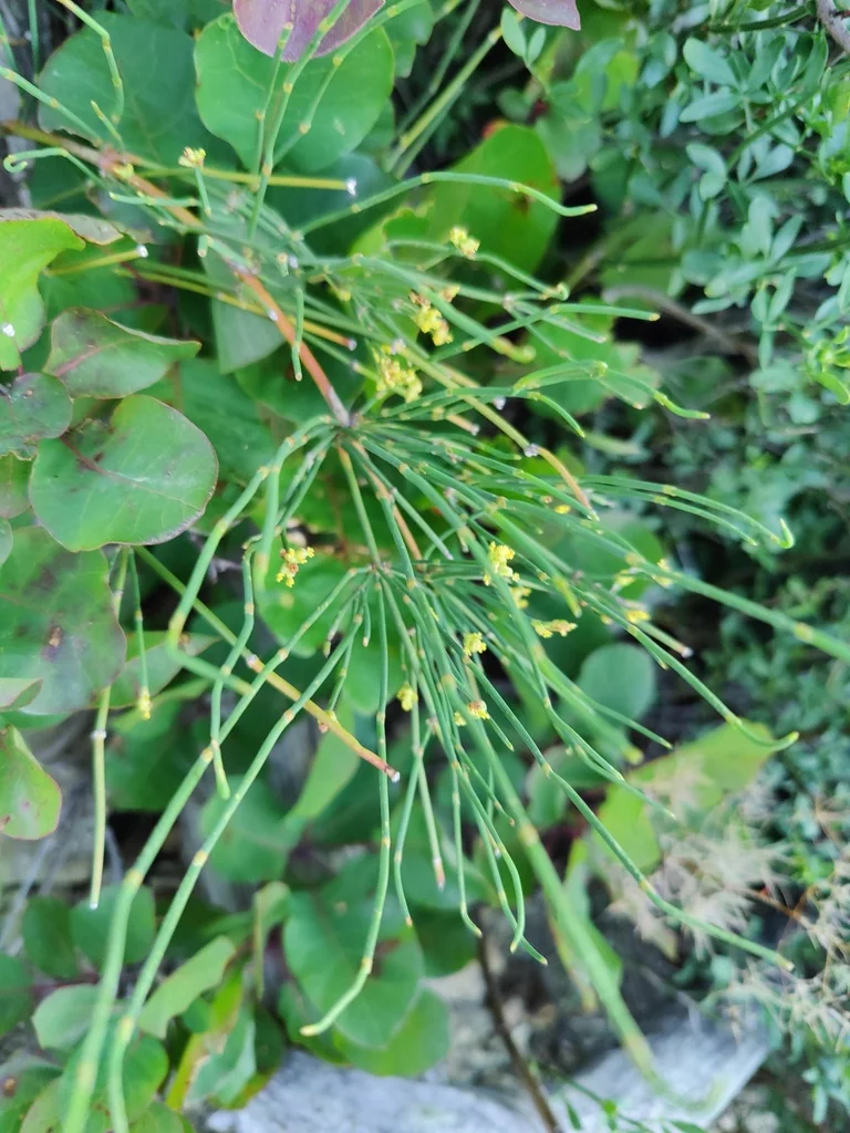 Ephedra Distachya