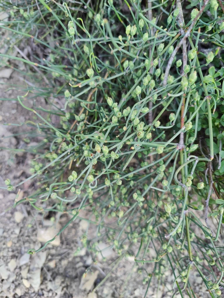 Ephedra Distachya